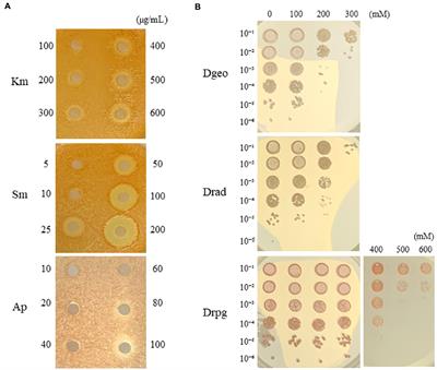 Hydrogen peroxide treatment induces the transposition of an insertion sequence in Deinococcus radiopugnans DY59